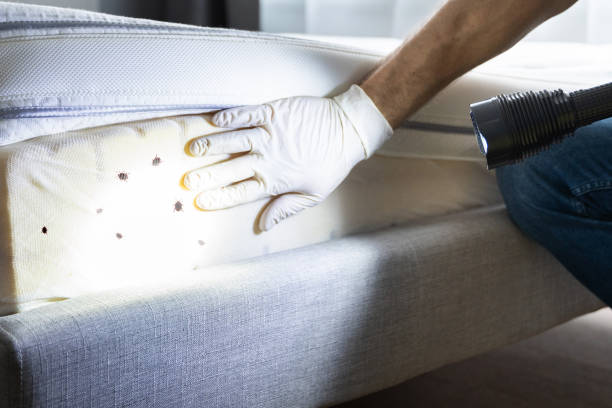 Best Rat Extermination Near Me  in Elm City, NC
