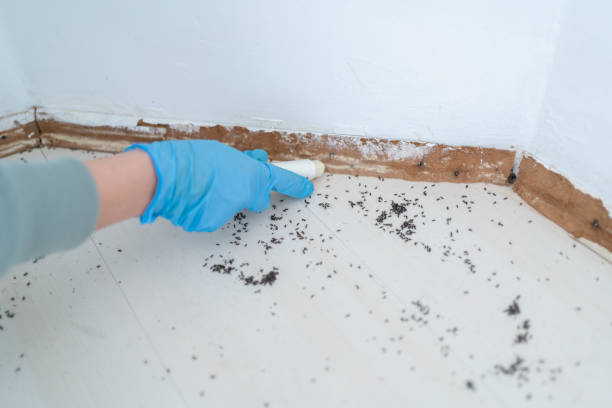Trusted Elm City, NC Pest Control Experts